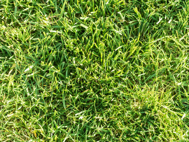 Zielona trawa w ogródku na słoneczny dzień - Zdjęcie, obraz