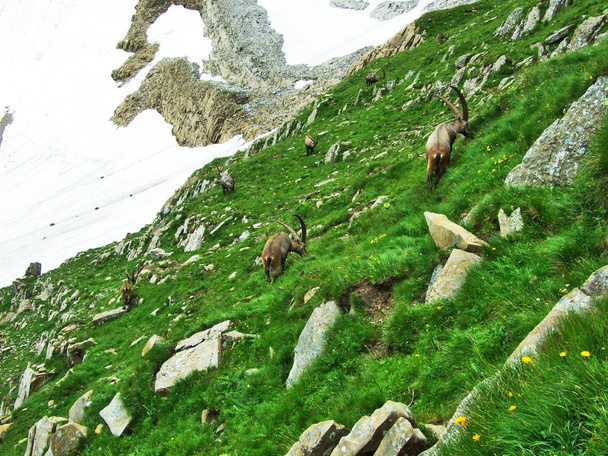 Stado Chamois lub Rupicapra rupicapra L. n obrzeżach góry masy Alpstein - kanton Appenzell Innerrhoden, Szwajcaria - Zdjęcie, obraz