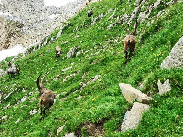 Troupeau de Chamois ou Rupicapra rupicapra L. n la périphérie de la masse de montagne Alpstein - Canton d'Appenzell Innerrhoden, Suisse
 - Photo, image