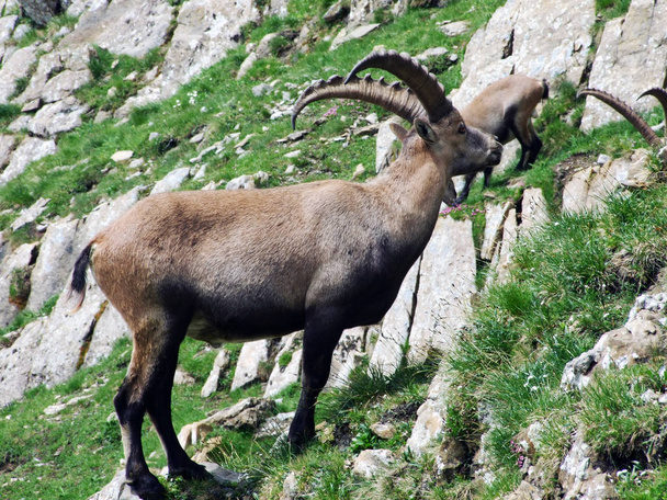 Flock of Chamois or Rupicapra rupicapra L. n the outskirts of the mountain mass Alpstein - Canton of Appenzell Innerrhoden, Switzerland - Фото, изображение