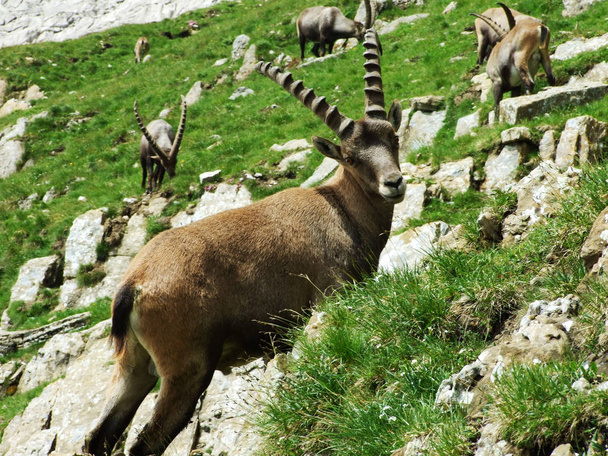 Flock of Chamois or Rupicapra rupicapra L. n the outskirts of the mountain mass Alpstein - Canton of Appenzell Innerrhoden, Switzerland - Fotografie, Obrázek