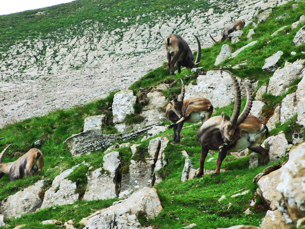 Flock of Chamois or Rupicapra rupicapra L. n the outskirts of the mountain mass Alpstein - Canton of Appenzell Innerrhoden, Switzerland - Photo, Image