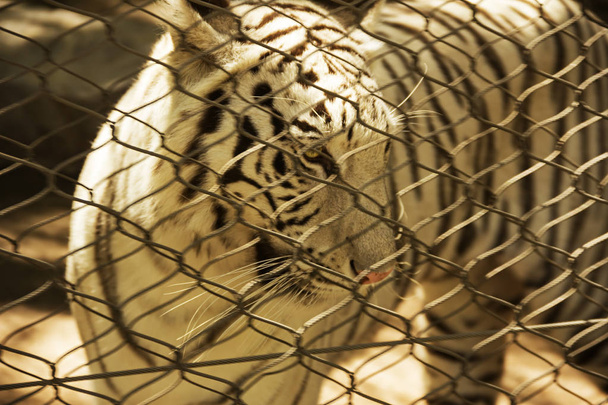 Close-up view of beautiful white bengal tiger at zoo. Animals in captivity - Φωτογραφία, εικόνα