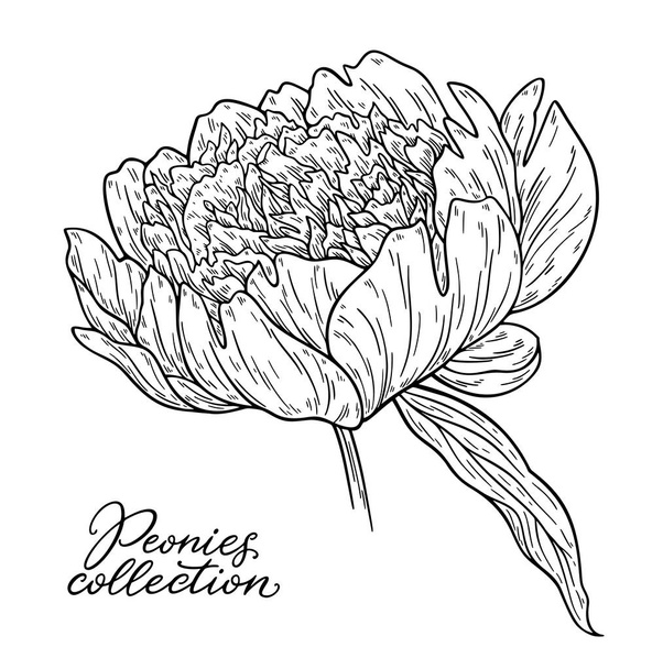 vector illustration of black and white hand drawn peony flower isolated on white background - Vetor, Imagem