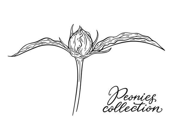 vector illustration of black and white hand drawn peony flower isolated on white background - Vector, imagen