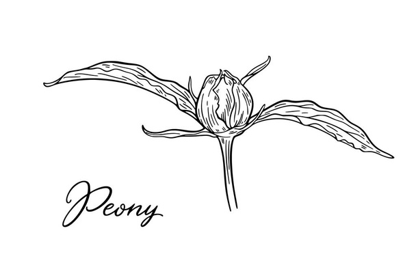 vector illustration of black and white hand drawn peony flower isolated on white background - ベクター画像