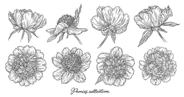 vector illustration of black and white hand drawn peony flowers template isolated on white background - Vektör, Görsel