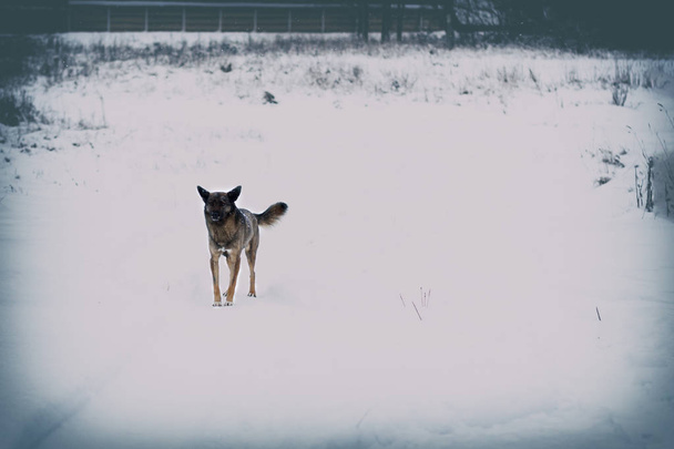 invierno, mucha nieve. Un perro callejero local. mirada quejosa. hay tonirovapny y primer plano
. - Foto, Imagen
