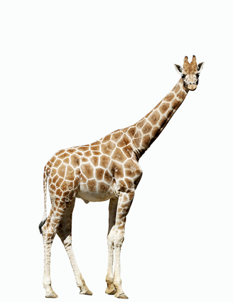 Jovem girafa
 - Foto, Imagem