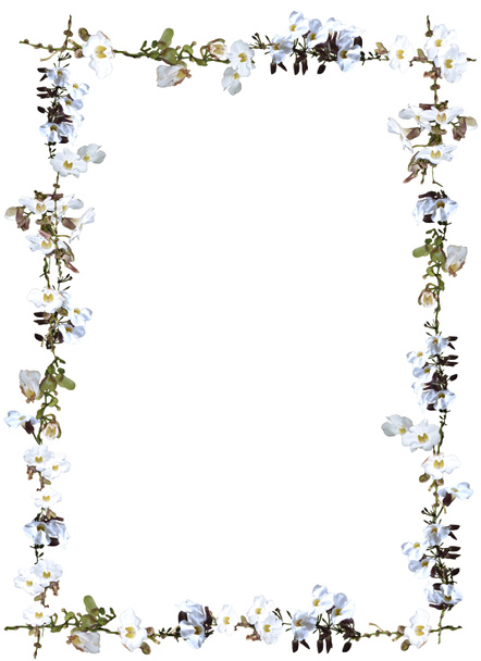 witte hemel bloem en vine grens geïsoleerd op witte achtergrond - Foto, afbeelding