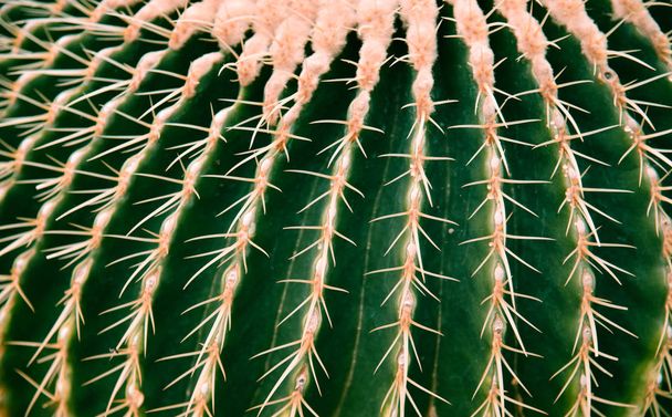 Close-up van golden barrel cactus in backfround gouden bal, Echinocactus natuur in cactustuin - Foto, afbeelding