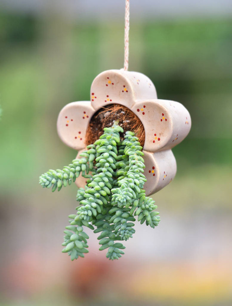 Sedum nedvdús növény / Hang növények természet életlenítés háttér a kertben - Fotó, kép