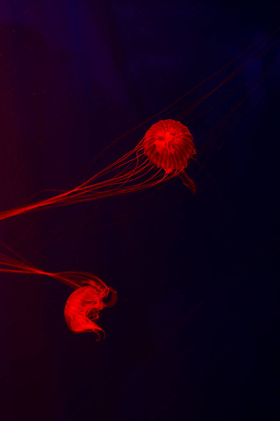 Background a lot of jellyfish, underwater world - Photo, image