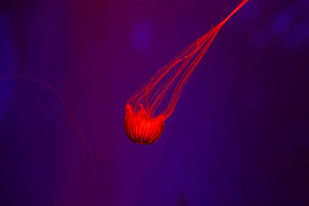 Background a lot of jellyfish, underwater world - Foto, afbeelding