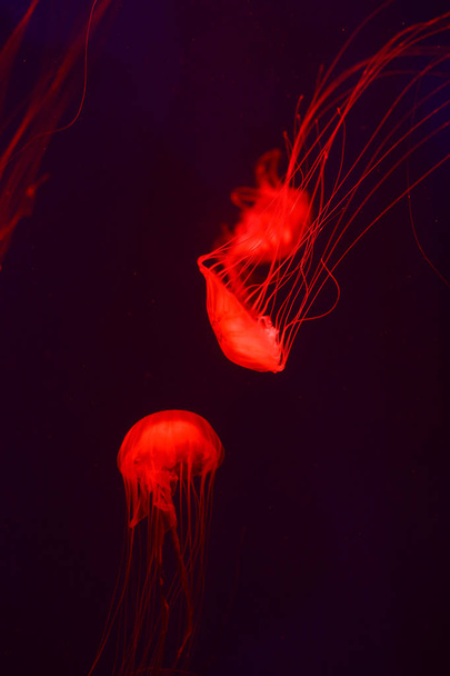 Background a lot of jellyfish, underwater world - Photo, image