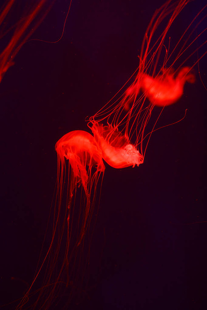 Background a lot of jellyfish, underwater world - Фото, зображення