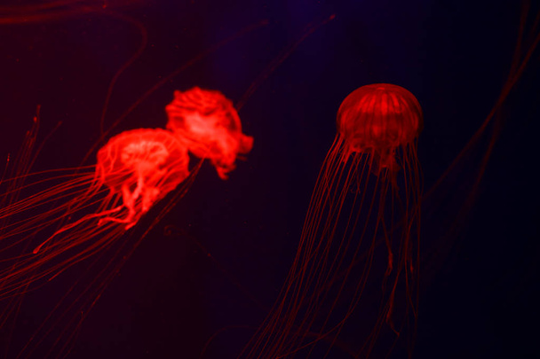 Background a lot of jellyfish, underwater world - Fotoğraf, Görsel