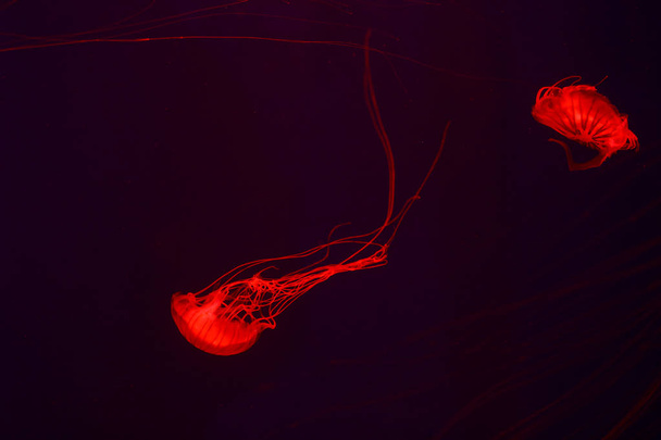 Background a lot of jellyfish, underwater world - Фото, зображення