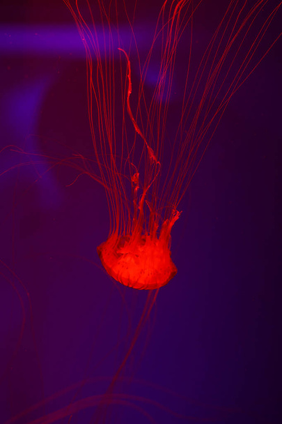 Background a lot of jellyfish, underwater world - Fotoğraf, Görsel