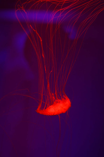 Background a lot of jellyfish, underwater world - Fotografie, Obrázek
