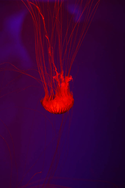 Background a lot of jellyfish, underwater world - Фото, изображение