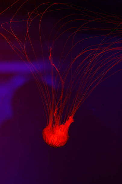 Background a lot of jellyfish, underwater world - Φωτογραφία, εικόνα