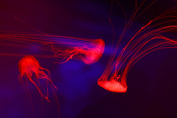 Background a lot of jellyfish, underwater world - Foto, imagen