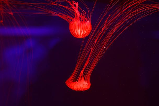 Background a lot of jellyfish, underwater world - Zdjęcie, obraz