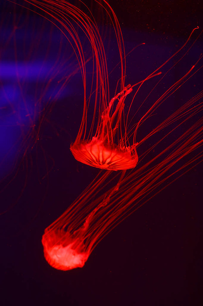 Background a lot of jellyfish, underwater world - Photo, Image