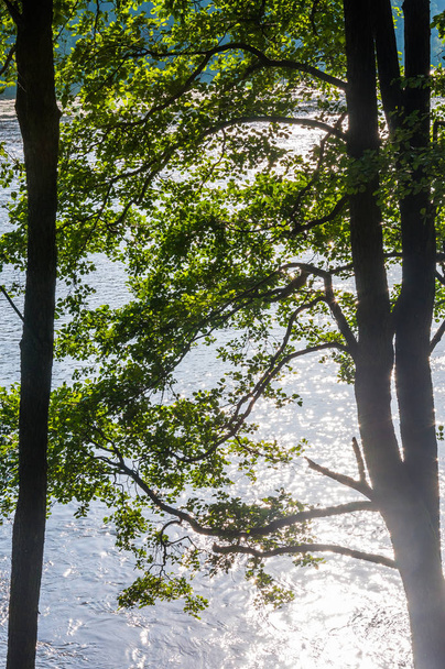 Сонячний вигляд на течії річкових струмків через гілки прибережних дерев
 - Фото, зображення
