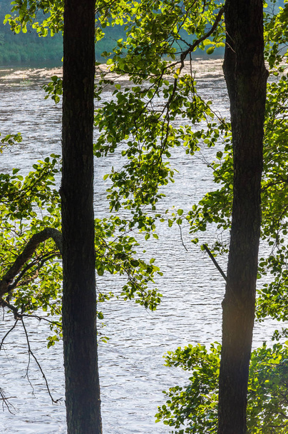 Zonnige weergave op stromende rivier stromen door kust bomen takken - Foto, afbeelding