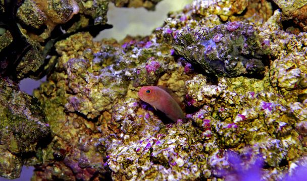 Langgerekt Dottyback - (Pseudochromis elongatus) - Foto, afbeelding