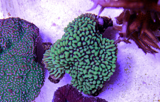 Montipora doces Cap Coral, - (Montipora capricornis) - Foto, Imagem