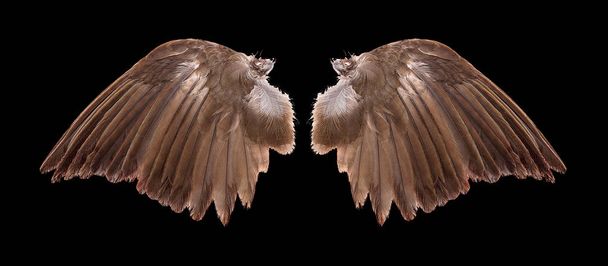 крылья ангелов на черном фоне - Фото, изображение