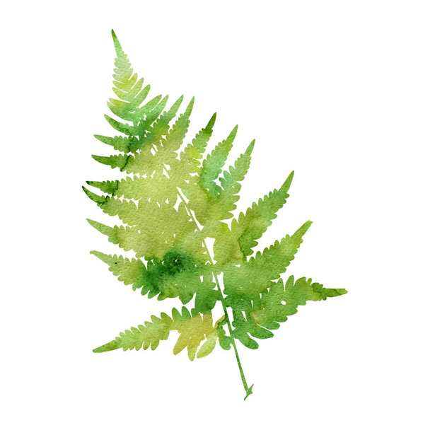 watercolor fern leaf silhouette - Foto, immagini