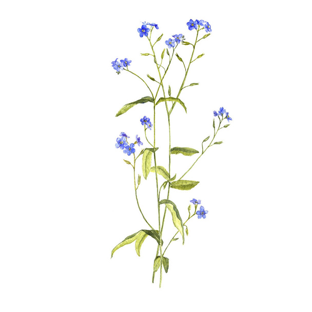 watercolor drawing flower of forget-me-nots - Foto, afbeelding