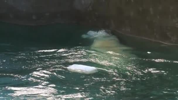 Polar bear, játszik a vízben - Felvétel, videó