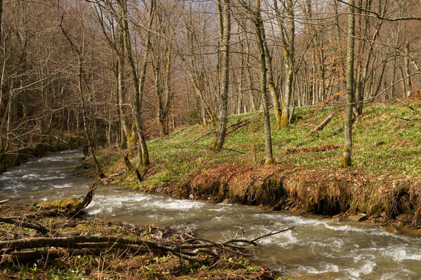 Bieszczady National Park - Terebowiec stream valley. Poland. - Zdjęcie, obraz