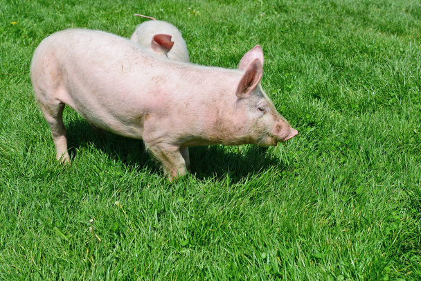 Cerdos pequeños sobre una hierba verde en un paisaje rural
 - Foto, imagen