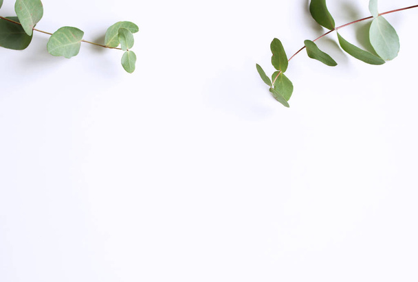Frame, corner made of green Eucalyptus leaves and branches on white background. Floral composition. Feminine styled stock flat lay image, top view,copy space. - Foto, Bild