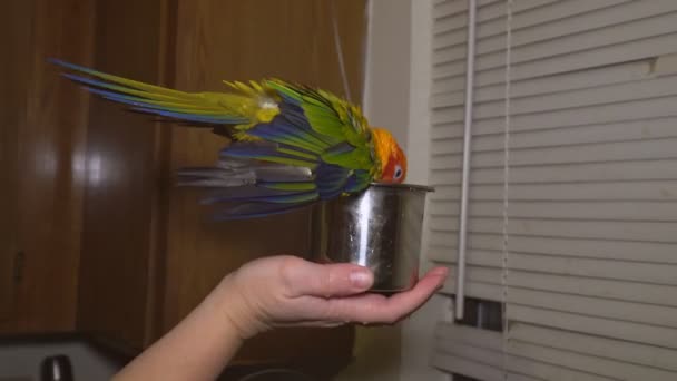 Papagaio pássaro colorido sentado espirrando no banheiro
 - Filmagem, Vídeo