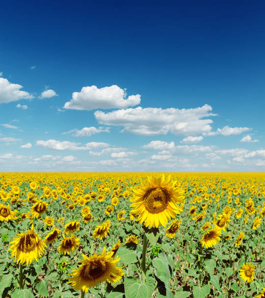 blooming field of sunflowers and deep blue sly with clouds - Photo, Image