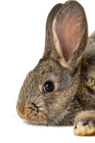 Сірих кролика ізольовані
 - Фото, зображення