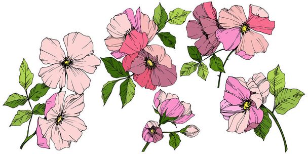 Vector Pink rosa canina. Floral botanical flower. Engraved ink art. Isolated rosa canina illustration element. - Vector, Image