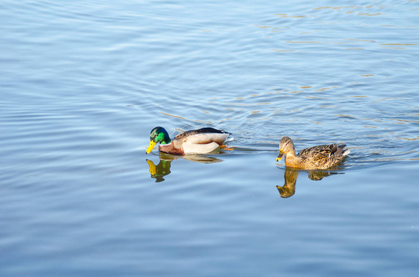 Hermoso pato flotando en la superficie del río de primavera
 - Foto, Imagen
