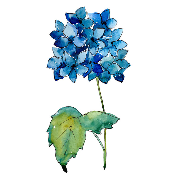 Modré hortenzie květinové botanické květin. Sada akvarel pozadí obrázku. Prvek ilustrace izolované květina. - Fotografie, Obrázek