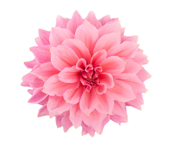 roze dahlia geïsoleerd - Foto, afbeelding