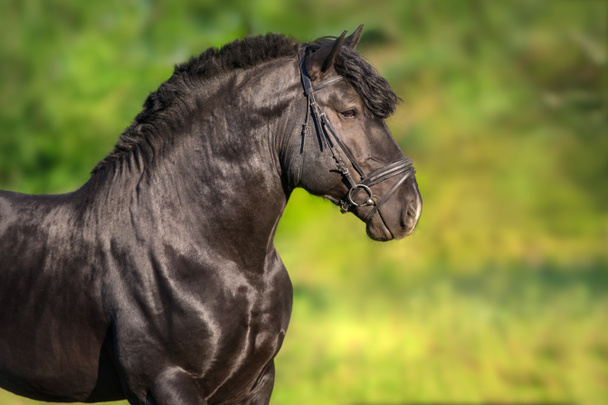 Όμορφο σχέδιο μαύρο stallion πορτρέτο στο χαλινάρι - Φωτογραφία, εικόνα