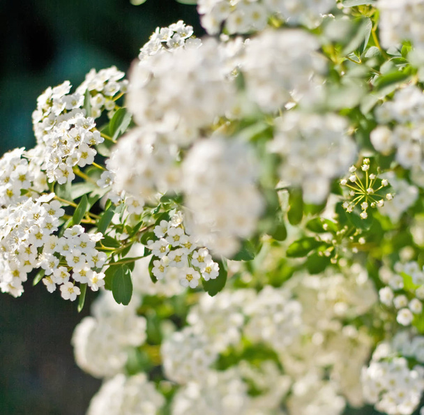 A branch of white spiraea flowers lit by the setting sun - Photo, Image