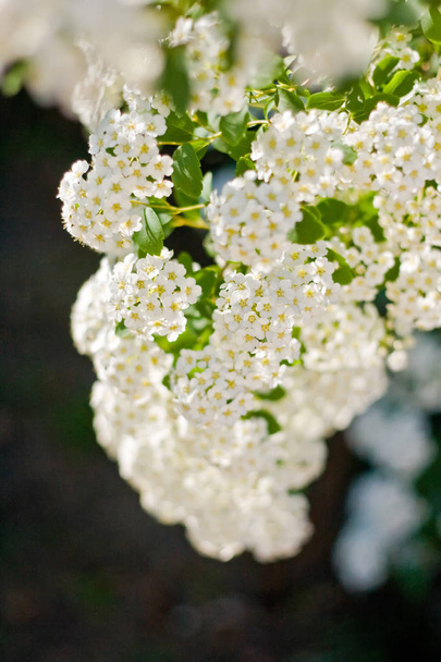 夕日に照らされて白いシモツケの花の枝 - 写真・画像